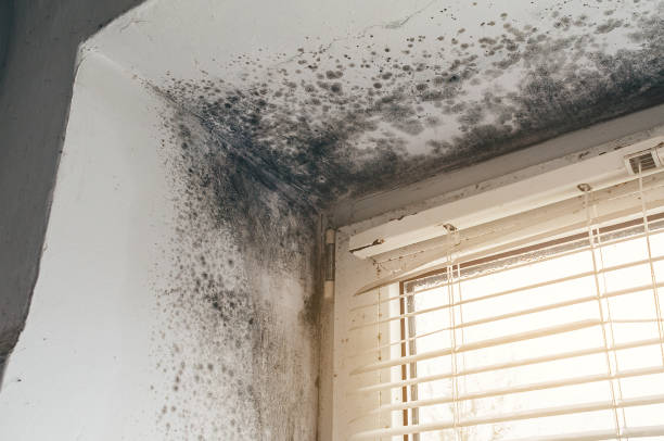 Affordable Mold Removal solutions in Medford, NY